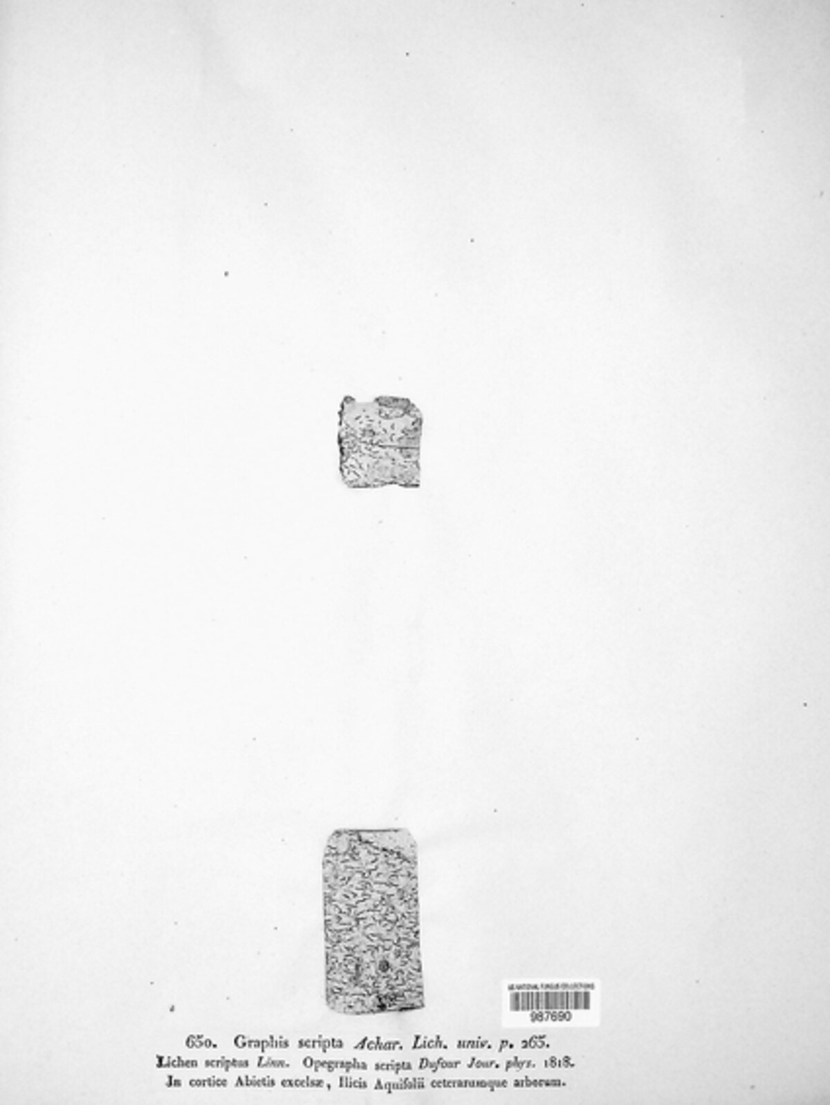 Graphis scripta image